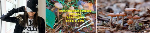 ПСИЛОЦИБИНОВЫЕ ГРИБЫ Алексеевка